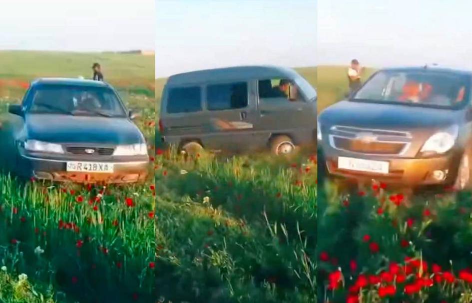 Qashqadaryoda lolazorni avtomobilda payhon qilganlar jarimaga tortildi